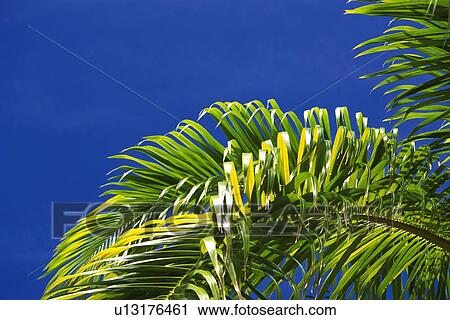 Stock Image - Leaves of a Palm tree and Blue Sky, Low Angle View. Fotosearch