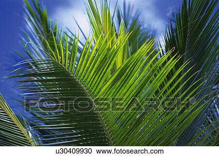 Leaves of a Palm tree and Blue Sky, Differential Focus, In Focus, Out Focus, Low Angle View View Large Photo Image Stock Image - Leaves of a Palm tree and Blue Sky, Differential Focus, In Focus, Out Focus, Low Angle View. Fotosearch