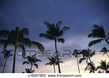 Palm Trees Against the Evening Sky, Low Angle View View Large Photo Image Stock Image - Palm Trees Against the Evening Sky, Low Angle View. Fotosearch