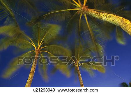 Stock Photo - Palm Trees Against the Night Sky, Low Angle View, Blurred Motion. Fotosearch