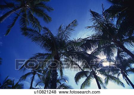 Palm Trees Against the Sunny Sky, Low Angle View, View Large Photo Image Stock Photo - Palm Trees Against the Sunny Sky, Low Angle View, . Fotosearch