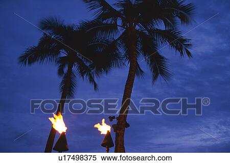 Palm trees and Torches, Low Angle View View Large Photo Image Stock Photography - Palm trees and Torches, Low Angle View. Fotosearch