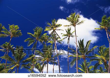 Palm trees in the Blue Sky, Low Angle View View Large Photo Image Stock Image - Palm trees in the Blue Sky, Low Angle View. Fotosearch