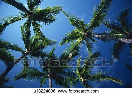 Palm Trees, Low Angle View View Large Photo Image Stock Photograph - Palm Trees, Low Angle View. Fotosearch