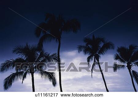 Silhouette of Palm Trees Against the Cloudy Sky, Low Angle View View Large Photo Image Stock Photo - Silhouette of Palm Trees Against the Cloudy Sky, Low Angle View. Fotosearch