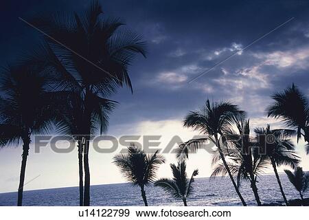 Silhouette of Palm Trees Against the Cloudy Sky, Low Angle View View Large Photo Image Stock Photo - Silhouette of Palm Trees Against the Cloudy Sky, Low Angle View. Fotosearch