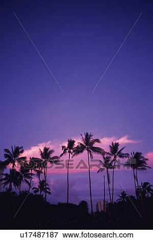 Silhouette of Palm Trees Against the Evening Sky, Copy Space View Large Photo Image Stock Photo - Silhouette of Palm Trees Against the Evening Sky, Copy Space. Fotosearch