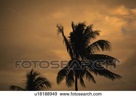 Silhouette of Palm Trees Against the Evening Sky, Low Angle View View Large Photo Image Stock Photo - Silhouette of Palm Trees Against the Evening Sky, Low Angle View. Fotosearch