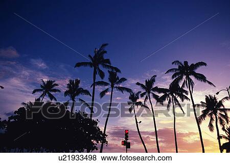 Silhouette of Palm Trees Against the Evening Sky, Low Angle View View Large Photo Image Stock Photo - Silhouette of Palm Trees Against the Evening Sky, Low Angle View. Fotosearch
