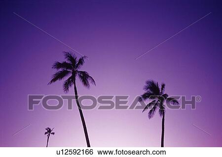 Silhouette of Palm Trees Against the Evening Sky View Large Photo Image Stock Photograph - Silhouette of Palm Trees Against the Evening Sky. Fotosearch