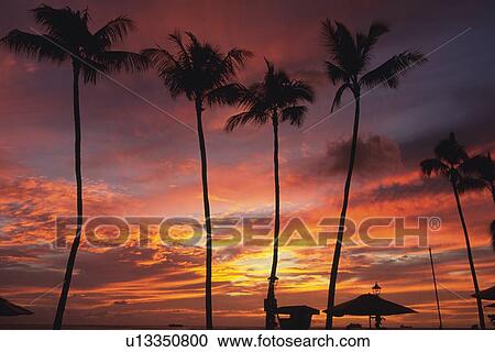 Stock Image - Silhouette of Palm Trees in the Evening Glow, Front View, Pan Focus. Fotosearch