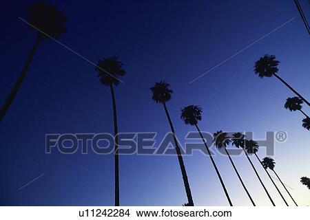 Picture - Silhouette of Palm Trees, Low Angle View. Fotosearch