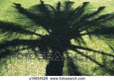 Stock Photograph - The Shadows of a Palm Tree, High Angle View. Fotosearch