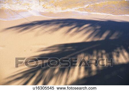 The Shadows of Palm Tree on a Beach, High Angle View View Large Photo Image Stock Photography - The Shadows of Palm Tree on a Beach, High Angle View. Fotosearch