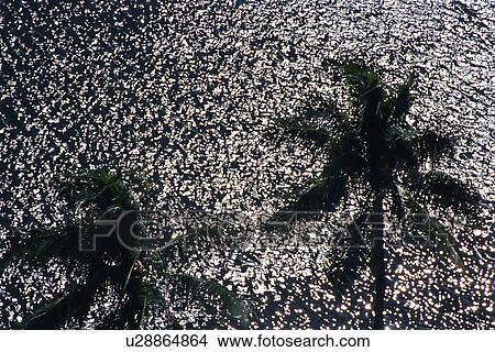Picture - The Shadows of Palm Trees on Ripple, High Angle View. Fotosearch