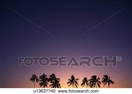 Stock Image - Twilight Sky and Palm trees, Copy Space. Fotosearch