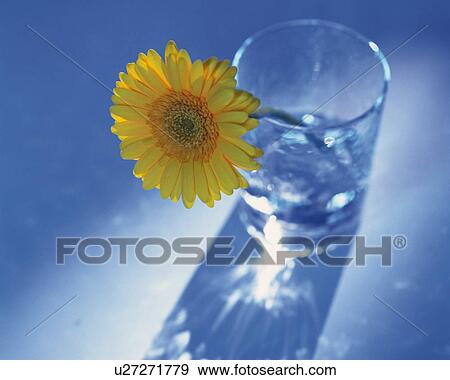 Stock Photo - A Flower in a Glass, High Angle View, Differential Focus, In Focus, Out Focus,. Fotosearch