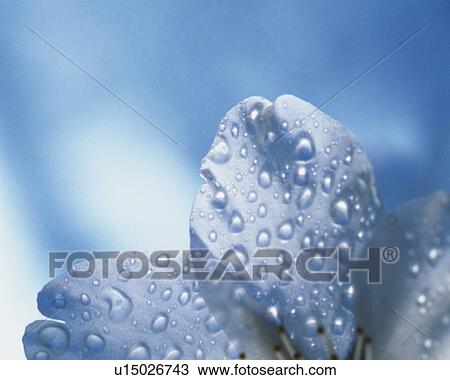 Dew on the Cherry Blossom, Close Up, Differential Focus, In Focus, Out Focus View Large Photo Image Stock Image - Dew on the Cherry Blossom, Close Up, Differential Focus, In Focus, Out Focus. Fotosearch