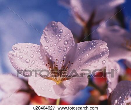 Stock Photo - Dew on the Cherry Blossom, Close Up, Differential Focus, In Focus, Out Focus,. Fotosearch