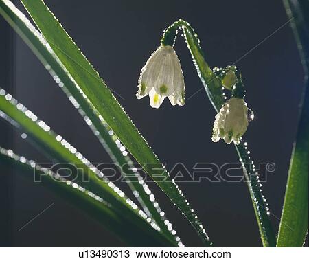 Dew on the Flower, Close Up, Differential Focus, In Focus, Out Focus, View Large Photo Image Stock Image - Dew on the Flower, Close Up, Differential Focus, In Focus, Out Focus,. Fotosearch