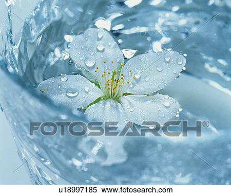Stock Photography - Floating Flower on the Glass of Water, High Angle View, Close Up, Differential Focus, In Focus, Out Focus,. Fotosearch