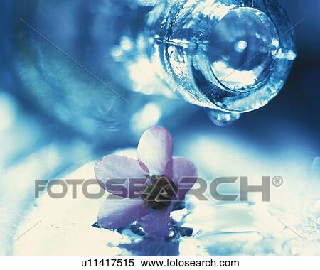 Stock Photography - Flower and Bottle of Water, Close Up, High Key, Differential Focus, In Focus, Out Focus,. Fotosearch