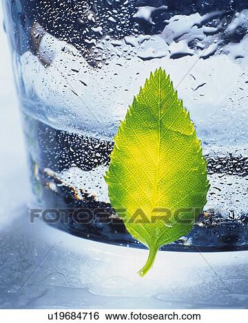 Green Leaf sticks on the Wet Glass, Close Up, View Large Photo Image Stock Photograph - Green Leaf sticks on the Wet Glass, Close Up,. Fotosearch