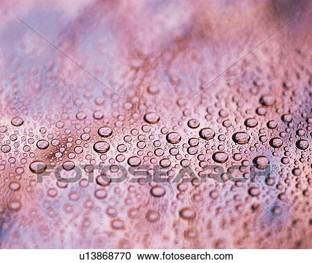 Stock Image - Rain Drops, Close Up, Differential Focus, In Focus, Out Focus, Full Flame. Fotosearch