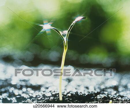 Picture - Shining Drop on a Sprout, Close Up, Front View, Differential Focus, In Focus, Out Focus, Lens Flare,. Fotosearch