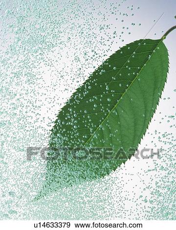 Green Leaf and Splash, Close Up, Front View, View Large Photo Image Stock Photo - Green Leaf and Splash, Close Up, Front View, . Fotosearch