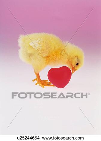 Picture - A Chick and a Heart, Front View, Close Up. Fotosearch