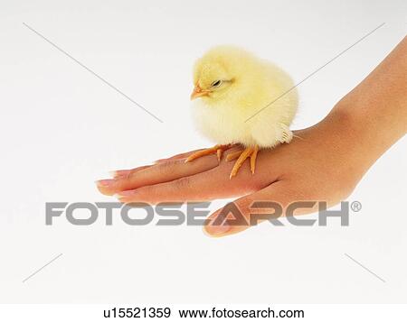 A Chick On Back of Hand, Close Up, Side View View Large Photo Image Stock Photo - A Chick On Back of Hand, Close Up, Side View. Fotosearch