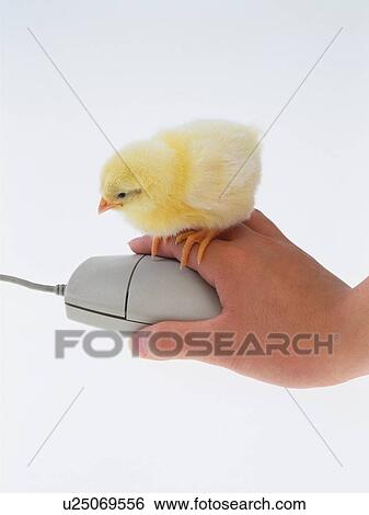 Stock Photograph - A Chick on Back of Hand Which is Controlling Mouse, Close Up, Side View. Fotosearch