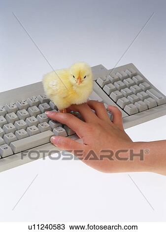 Stock Image - A Chick on Keyboard, High Angle View, Close Up. Fotosearch