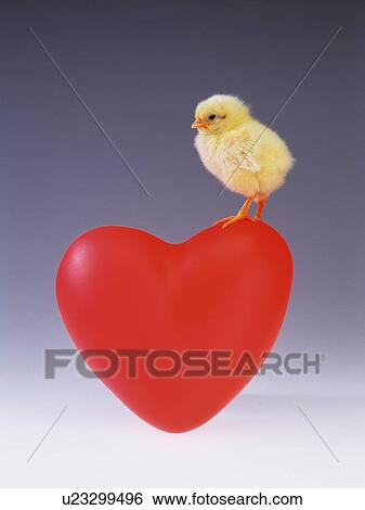 Stock Photograph - A Chick on Red Heart, Front View. Fotosearch