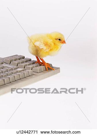 Stock Image - A Chick on the Edge of Keyboard, Side View, Close Up. Fotosearch