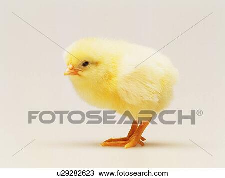 A Chick, Side View, Close Up View Large Photo Image Stock Image - A Chick, Side View, Close Up. Fotosearch