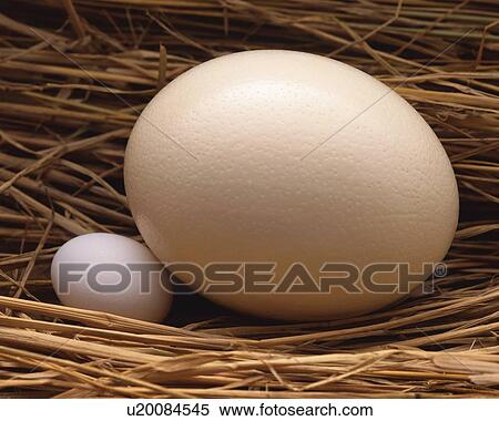 Stock Photography - Big and Small Egg in Straw, High Angle View, Close Up. Fotosearch
