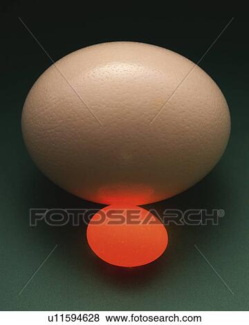 Big White Egg and Lightened Small Orange Egg, High Angle View, Close Up View Large Photo Image Stock Photo - Big White Egg and Lightened Small Orange Egg, High Angle View, Close Up. Fotosearch