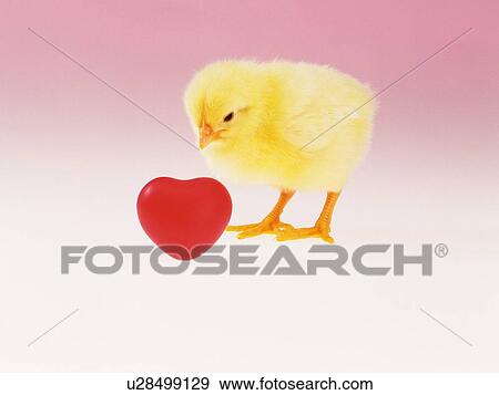 Chick and a Heart, Front View, Close Up View Large Photo Image Stock Photo - Chick and a Heart, Front View, Close Up. Fotosearch