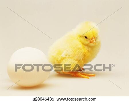 Stock Photography - Chick and Egg, Side View, Close Up. Fotosearch
