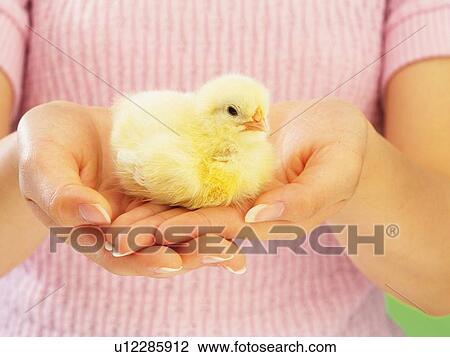 Stock Image - Chick in Hands, Front View, Close Up. Fotosearch