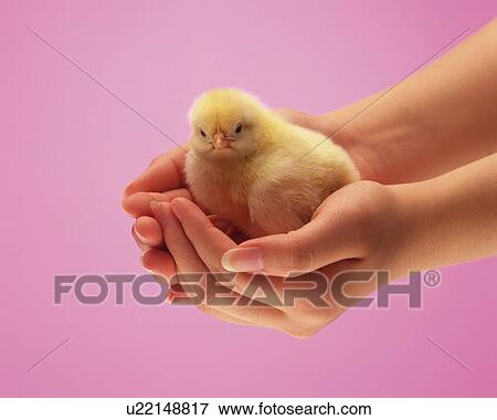 Chick in Hands, High Angle View, Close Up View Large Photo Image Stock Photo - Chick in Hands, High Angle View, Close Up. Fotosearch