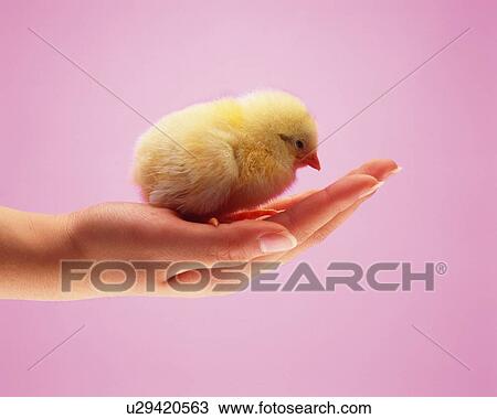 Stock Image - Chick On Right Hand, Side View, Close Up. Fotosearch