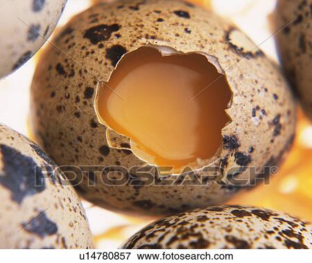 Cracked Quail Egg, High Angle View, Close Up View Large Photo Image Stock Photo - Cracked Quail Egg, High Angle View, Close Up. Fotosearch