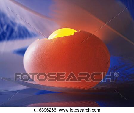 Hatching Egg, Side View, Close Up View Large Photo Image Stock Photograph - Hatching Egg, Side View, Close Up. Fotosearch