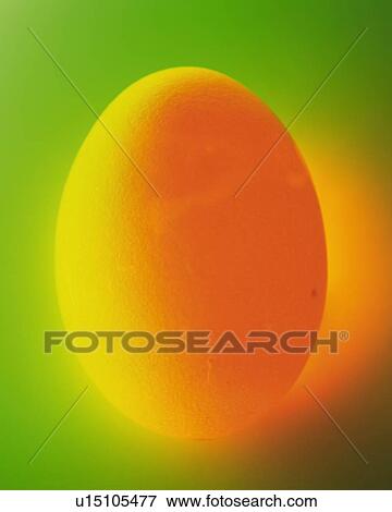 Stock Photo - Illuminated Egg, Close Up, Front View. Fotosearch