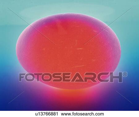 Stock Image - Illuminated Egg, Close Up. Fotosearch