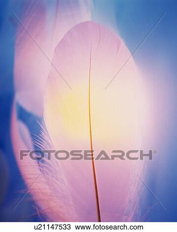 Stock Image - Illuminated Feather, Close Up, Differential Focus, In Focus, Out Focus. Fotosearch