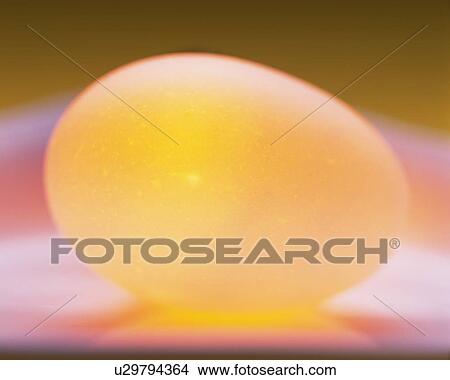 Picture - Lightened Egg, Close Up, Differential Focus, In Focus, Out Focus. Fotosearch